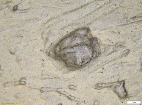 Colour photograph. Close-up detail of a passage of grey and yellow paint with a textural surface. A raised area can be seen in the centre of the image. On the lower left yellow text reads, ‘Magnification: 1.2 x’. On the right, a small white rectangle bears text reading ‘1 mm’.