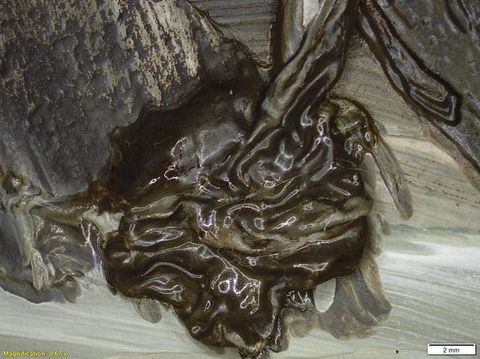 Colour photograph. A close-up, detailed study of a textural area of paint, featuring shades of brown, grey, and white, with a glossy appearance. On the lower left yellow text reads, ‘Magnification: 0.67’. On the right, a small white rectangle bears the text ‘2 mm’.