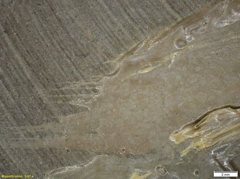 Colour photograph. A close-up, detailed study of a textural area of paint, featuring shades of red, black and beige, with a glossy appearance. On the lower left yellow text reads, ‘Magnification: 1 x’. On the right, a small white rectangle bears the text ‘1 mm’.